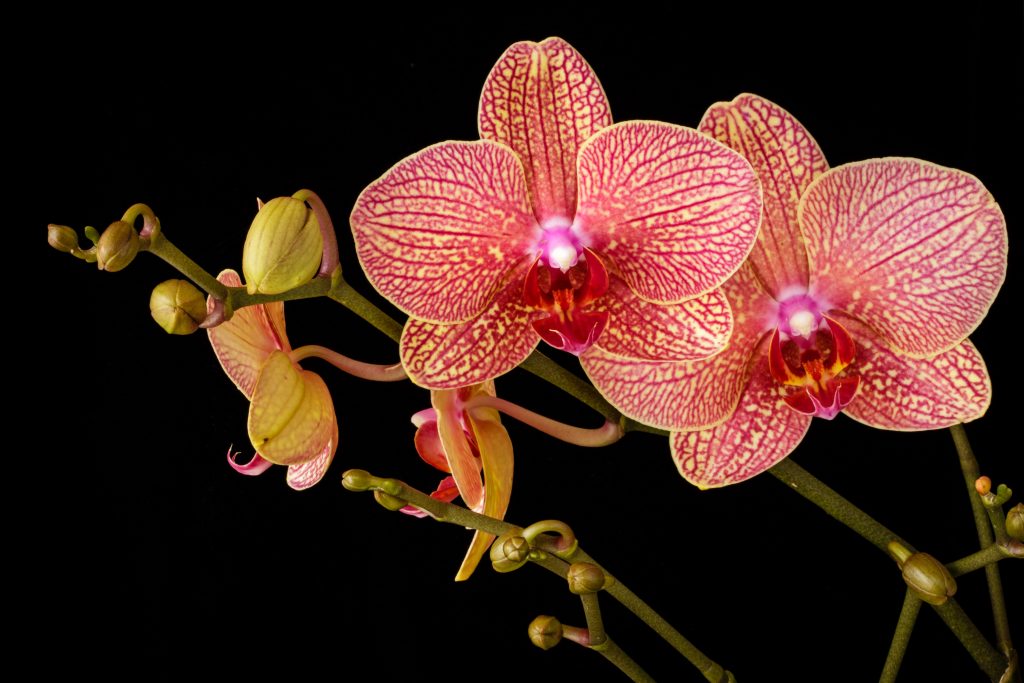 Più di una semplice orchidea: è questa la varietà con la fioritura più lunga